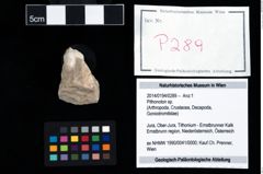 Foto (Objekt + Etikett) von Pithonoton sp.  (NHMW-GEO-2014-0194-0289)